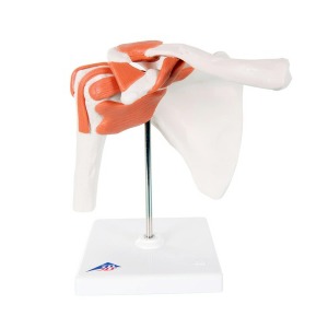 교육용 어깨 관절 모형 A80